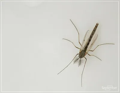 Новые фотографии самки комара в 4K разрешении
