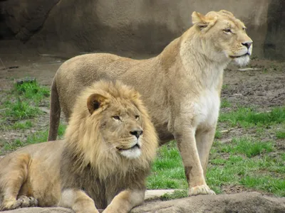 Фоточка самки Льва с прекрасной детализацией - jpg формат