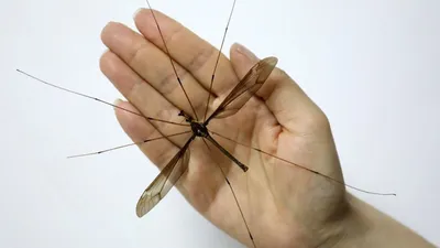 Самка малярийного комара  фото