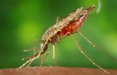 Картинки самки малярийного комара