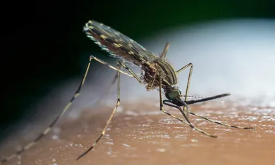 Фото самки малярийного комара в хорошем качестве