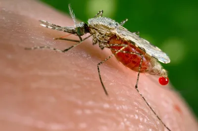 Фото самки малярийного комара для загрузки
