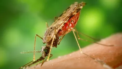 Фото самки малярийного комара в высоком разрешении