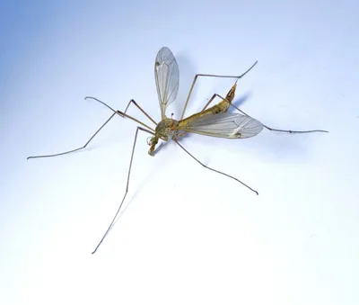 Фото самки малярийного комара для использования