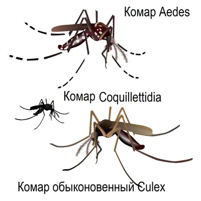 Фото самки малярийного комара для дизайна