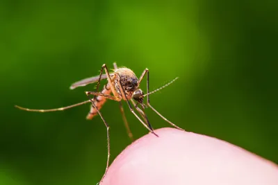 Фото самки малярийного комара для исследования
