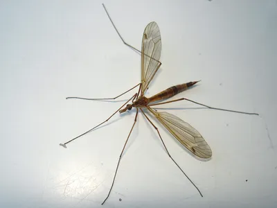 Фото самки малярийного комара для скачивания