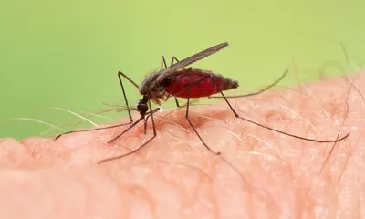 Фото самки малярийного комара для научных целей