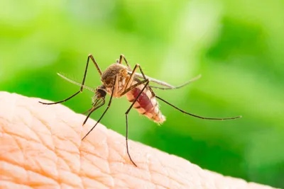 Фото самки малярийного комара для презентаций