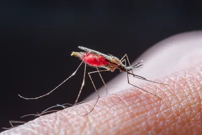 Фото самки малярийного комара для статей