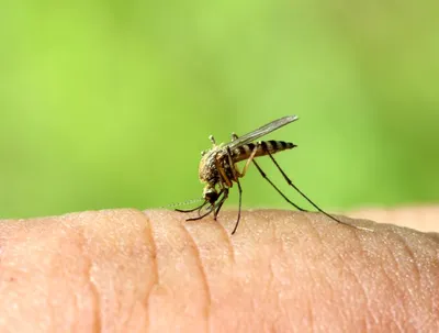 Фото самки малярийного комара для публикаций