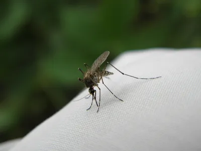 Фото самки малярийного комара для учебных материалов