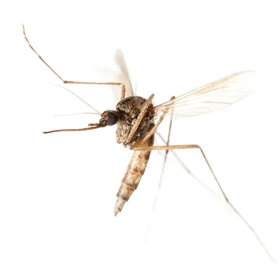 Фото самки малярийного комара для научных исследований