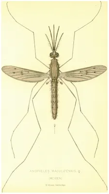 Фото самки малярийного комара с возможностью выбора размера