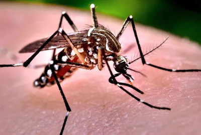 Фото самки малярийного комара в разных форматах