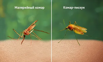 Изображение самки малярийного комара в формате PNG