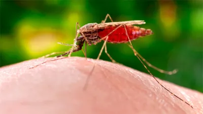 Фото самки малярийного комара в формате JPG