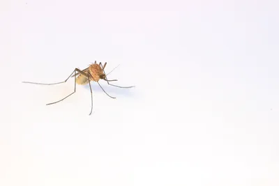 Фото самки малярийного комара в формате PNG