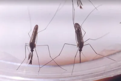 Фото самки малярийного комара в формате WebP