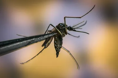 Фото самки малярийного комара в разрешении 4K