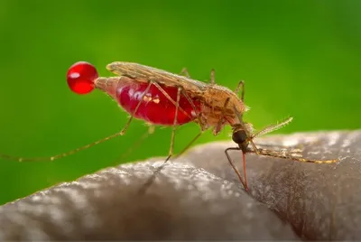 Фото самки малярийного комара в формате HD