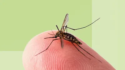 Самка малярийного комара: фото и интересная информация