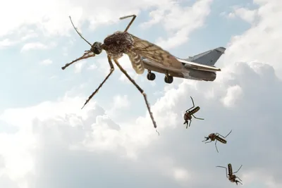 Удивительные фотографии самки малярийного комара