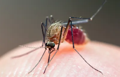Изумительные моменты снятые на фото: самка малярийного комара