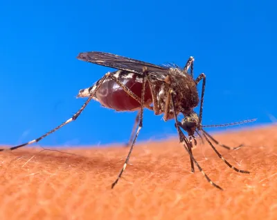 Уникальные снимки самки малярийного комара