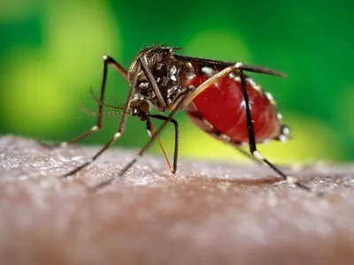 Великолепные фото самки малярийного комара