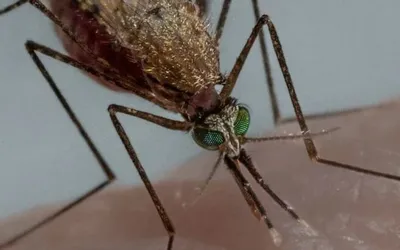 Загадочная красота самки малярийного комара на фото