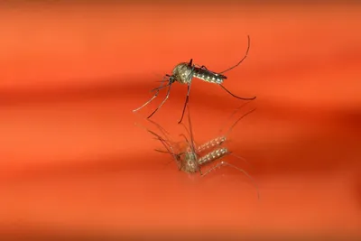 Впечатляющие снимки самки малярийного комара