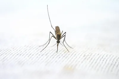 Фото самки малярийного комара: уникальные моменты