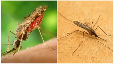 Фото самки малярийного комара в Full HD