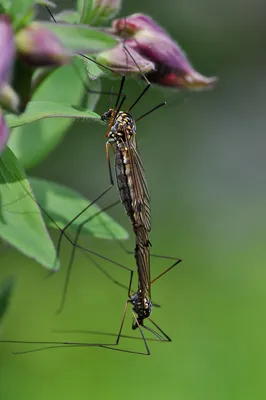 Потрясающие фотографии самки малярийного комара