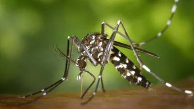 Фото самки малярийного комара: красота в деталях