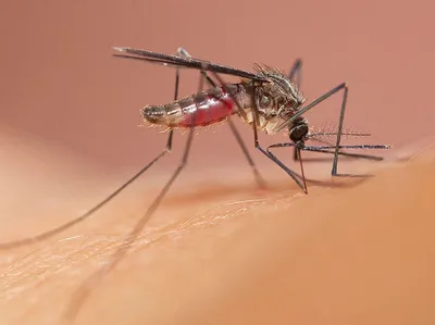 Фотографии самки малярийного комара: загадочная природа