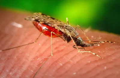 Удивительные фото самки малярийного комара