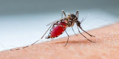 Взгляните на красоту самки малярийного комара на фотографиях