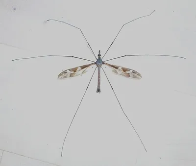 Фото самки малярийного комара в 4K разрешении