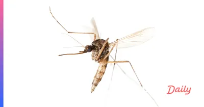 Уникальные снимки самки малярийного комара: фотоотчет