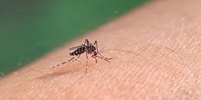 Фотографии самки малярийного комара: удивительные моменты