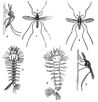 Великолепные снимки самки малярийного комара