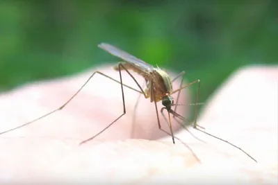 Удивительные фото самки малярийного комара