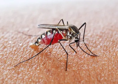 Фотографии самки малярийного комара: природа в объективе