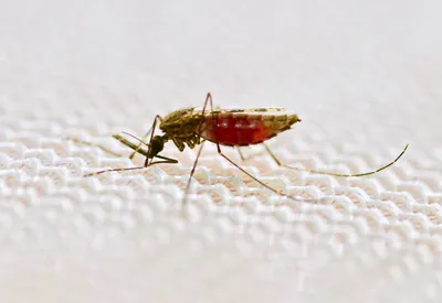 Фото самки малярийного комара в HD качестве