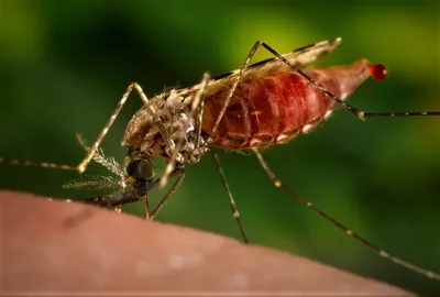 Скачать фотографию самки малярийного комара бесплатно