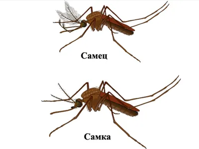 Фото самки малярийного комара в Full HD