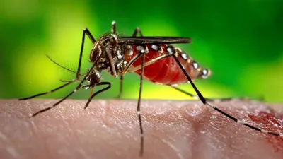 Изображение самки малярийного комара в формате png