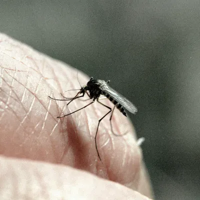 Фотография самки малярийного комара 4K